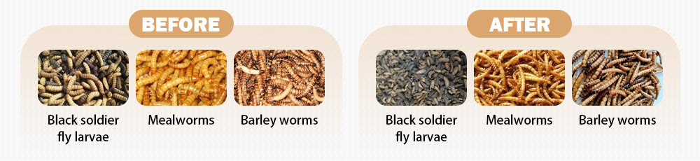 Black Soldier Fly Larvae Dryer Materials 01 Application Scenarios of Black Soldier Fly Larvae Dryer 03