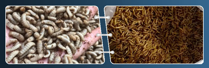 Black Soldier Fly Larvae Dryer Materials-02++ Application Scenarios of Black Soldier Fly Larvae Dryer 02