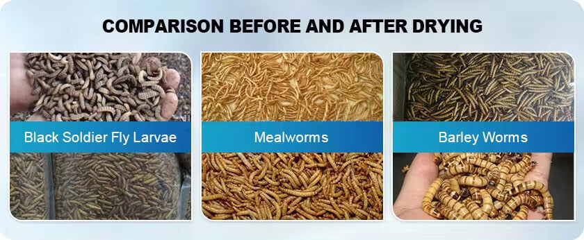 Black Soldier Fly Larvae Dryer Materials 03 Application Scenarios of Black Soldier Fly Larvae Dryer